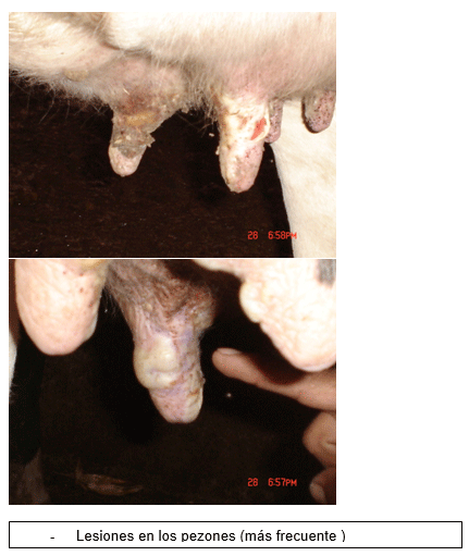 Estomatitis vesicular: enfermedad confundible con fiebre aftosa en el Perú - Image 13
