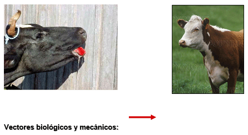 Estomatitis vesicular: enfermedad confundible con fiebre aftosa en el Perú - Image 9