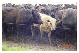 Estomatitis vesicular: enfermedad confundible con fiebre aftosa en el Perú - Image 7