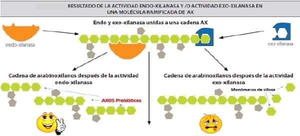 7 razones que apoyan el uso de enzimas xilanasas purificadas en dietas con base en maíz - Image 2