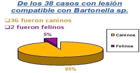 PRIMER REPORTE EN LATINOAMÉRICA DE BARTONELLA HENSELAE GENOMA TIPO I (HOUSTON) COMO CAUSA DE ENDOCARDITIS BACTERIANA CANINA ZOONÓTICA MEDIANTE PCR TISULAR - Image 5