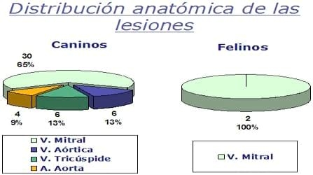 PRIMER REPORTE EN LATINOAMÉRICA DE BARTONELLA HENSELAE GENOMA TIPO I (HOUSTON) COMO CAUSA DE ENDOCARDITIS BACTERIANA CANINA ZOONÓTICA MEDIANTE PCR TISULAR - Image 6
