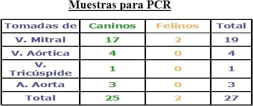 PRIMER REPORTE EN LATINOAMÉRICA DE BARTONELLA HENSELAE GENOMA TIPO I (HOUSTON) COMO CAUSA DE ENDOCARDITIS BACTERIANA CANINA ZOONÓTICA MEDIANTE PCR TISULAR - Image 4