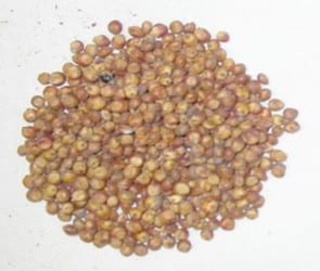 El lugar actual y futuro del Sorgo Granífero en la producción de la gran zona agrícola de Argentina - Image 3