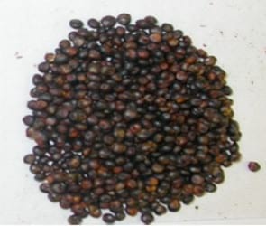 El lugar actual y futuro del Sorgo Granífero en la producción de la gran zona agrícola de Argentina - Image 4