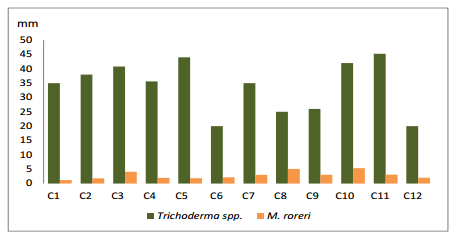 Cultivo in vitro de trichoderma spp., y su antagonismo frente a moniliopthora roreri - Image 6