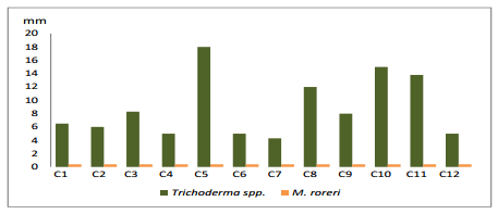 Cultivo in vitro de trichoderma spp., y su antagonismo frente a moniliopthora roreri - Image 7