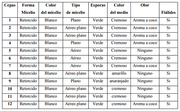 Cultivo in vitro de trichoderma spp., y su antagonismo frente a moniliopthora roreri - Image 1