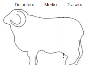 Diez años de investigación y desarrollo en producción y calidad de lanas finas y super finas para los sistemas laneros de la región de Basalto - Image 33