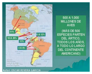 Aves migratorias: Su cacería y la gripe aviar. Articulo 65 - Image 13
