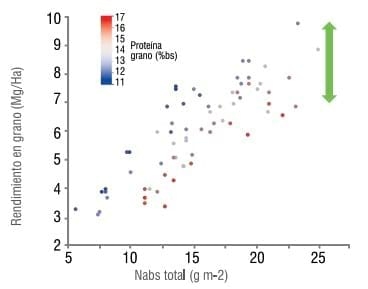 Trigo: Rendimiento, fertilización nitrogenada y calidad - Image 5