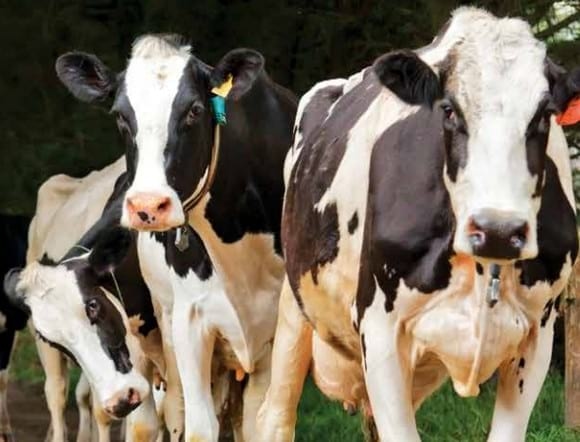Cómo manejar la hembra bovina - Image 1