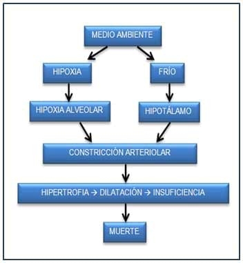 Mal de altura en bovinos - Image 2