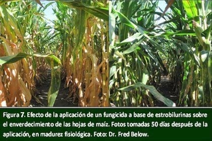Siete Maravillas del Alto Rendimiento de Maíz. - Image 7