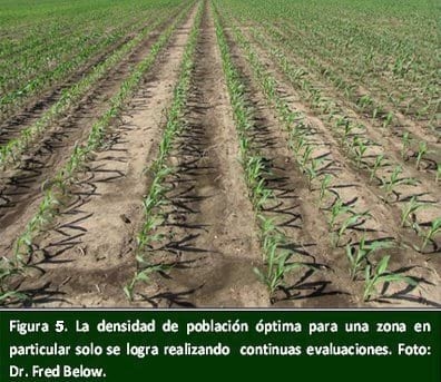 Siete Maravillas del Alto Rendimiento de Maíz. - Image 5