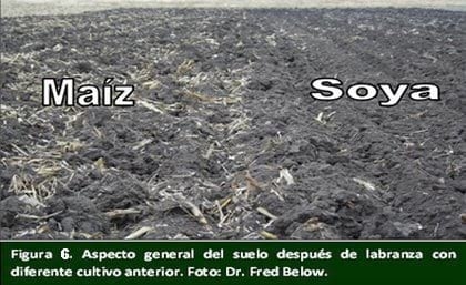 Siete Maravillas del Alto Rendimiento de Maíz. - Image 6