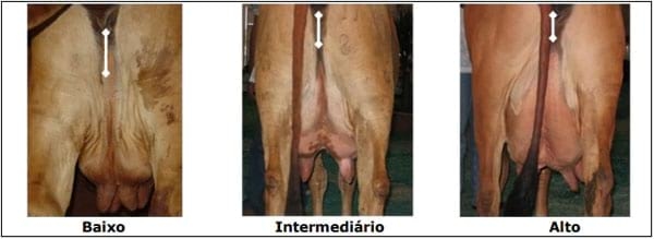 Sistema Mamario - Image 29