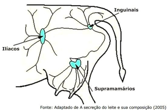 Sistema Mamario - Image 18