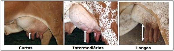 Sistema Mamario - Image 35