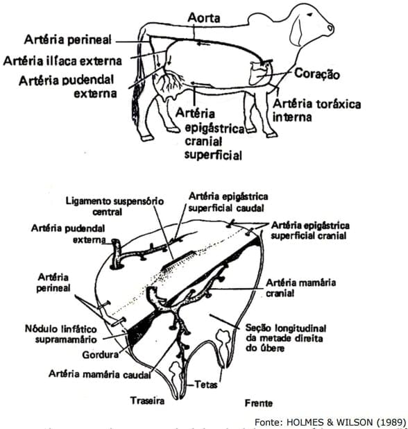 Sistema Mamario - Image 16