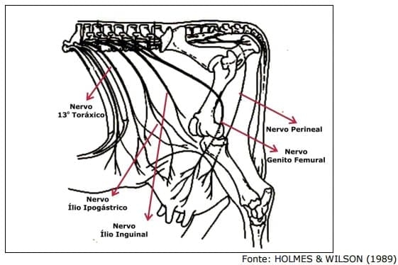 Sistema Mamario - Image 20