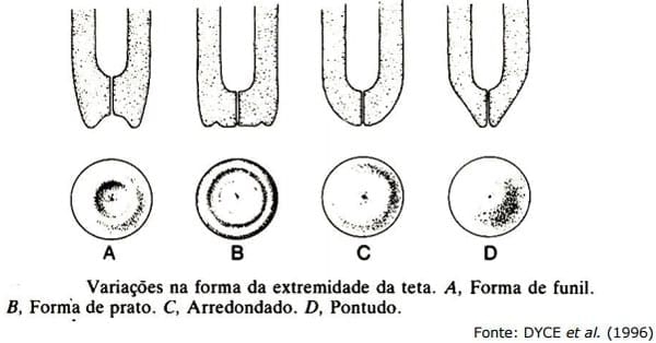 Sistema Mamario - Image 13