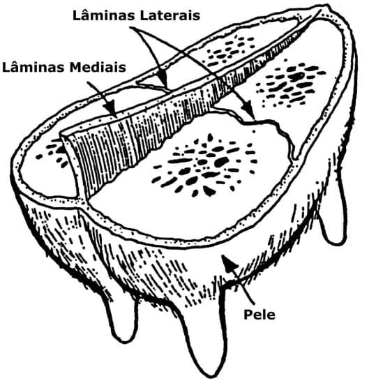 Sistema Mamario - Image 15