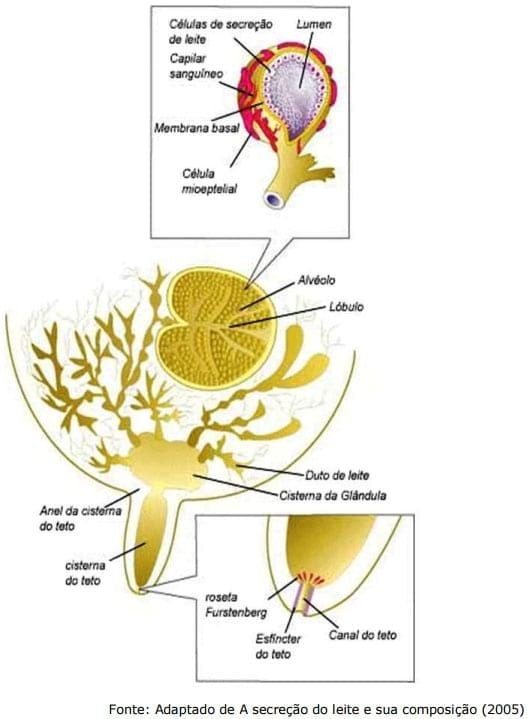 Sistema Mamario - Image 10
