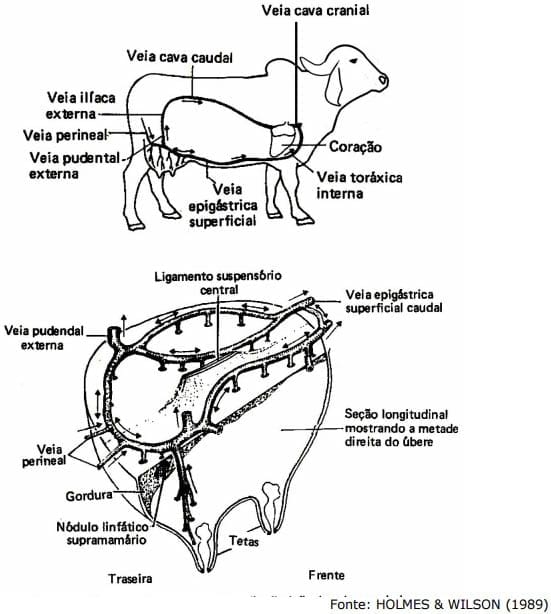 Sistema Mamario - Image 17