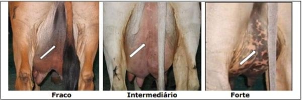 Sistema Mamario - Image 31