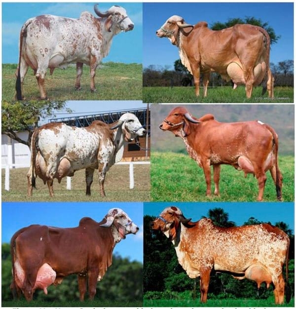 Sistema Mamario - Image 45