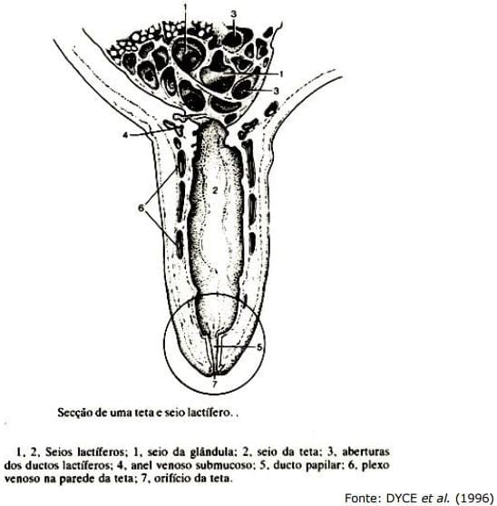 Sistema Mamario - Image 12