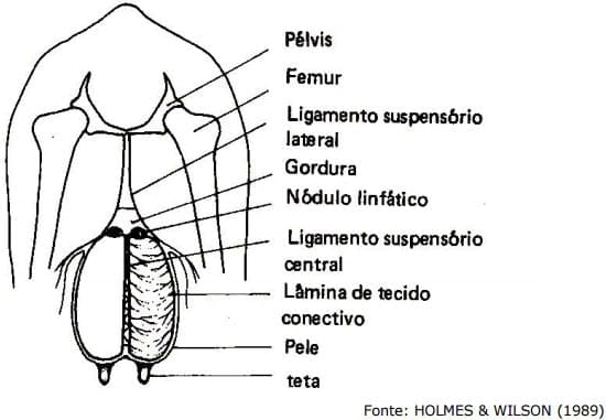 Sistema Mamario - Image 7