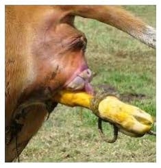 Toros para rodeos de cría comerciales. Sus toros, ¿Tienen árbol genealógico? - Image 12