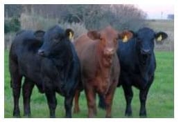 Toros para rodeos de cría comerciales. Sus toros, ¿Tienen árbol genealógico? - Image 1