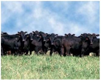 Toros para rodeos de cría comerciales. Sus toros, ¿Tienen árbol genealógico? - Image 3