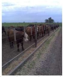 Toros para rodeos de cría comerciales. Sus toros, ¿Tienen árbol genealógico? - Image 6