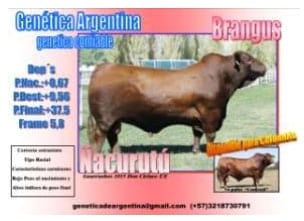 Toros para rodeos de cría comerciales. Sus toros, ¿Tienen árbol genealógico? - Image 2