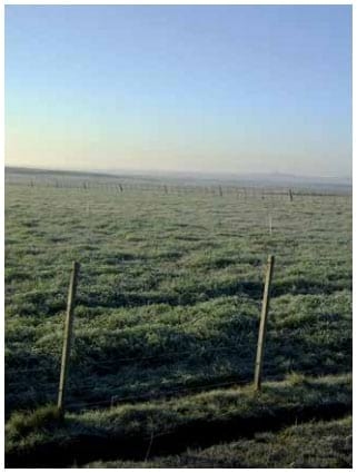 Otra forma de Suplementar: El uso del pastoreo horario en la recría bovina en sistemas ganaderos extensivos - Image 9