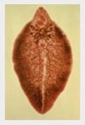 Parasitosis: Pérdidas Productivas e Impacto Económico - Image 5