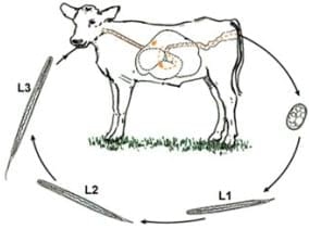 Parasitosis: Pérdidas Productivas e Impacto Económico - Image 2
