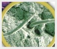 Parasitosis: Pérdidas Productivas e Impacto Económico - Image 1