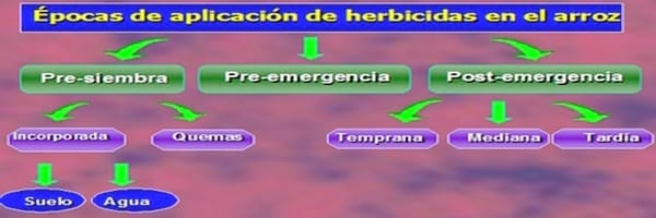 Alternativas de manejo de poblaciones de arroz rojo en el Programa AMTEC - Image 13