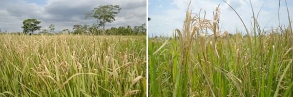 Alternativas de manejo de poblaciones de arroz rojo en el Programa AMTEC - Image 14