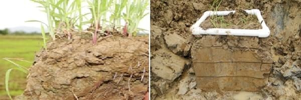 Alternativas de manejo de poblaciones de arroz rojo en el Programa AMTEC - Image 3