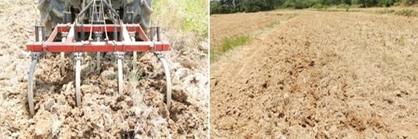 Alternativas de manejo de poblaciones de arroz rojo en el Programa AMTEC - Image 6