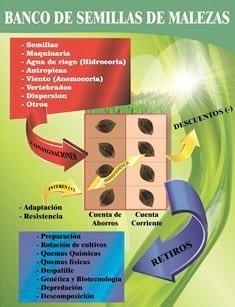 Alternativas de manejo de poblaciones de arroz rojo en el Programa AMTEC - Image 4