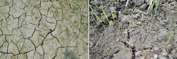 Alternativas de manejo de poblaciones de arroz rojo en el Programa AMTEC - Image 8