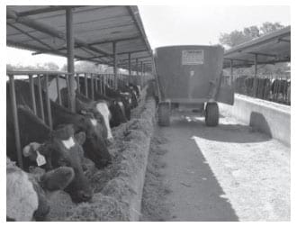 Producción de Forraje Verde Hidropónico y su Aceptación en Ganado Lechero - Image 10