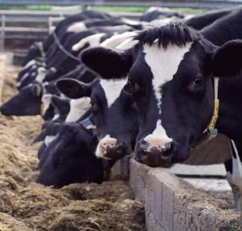 Pronutrientes: Aliados indispensables de la nutrición moderna - Image 1